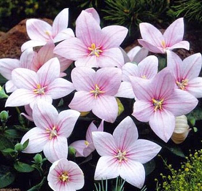 Platycodon Grandiflorus Astra Pink - View 6 from www redcrocus com