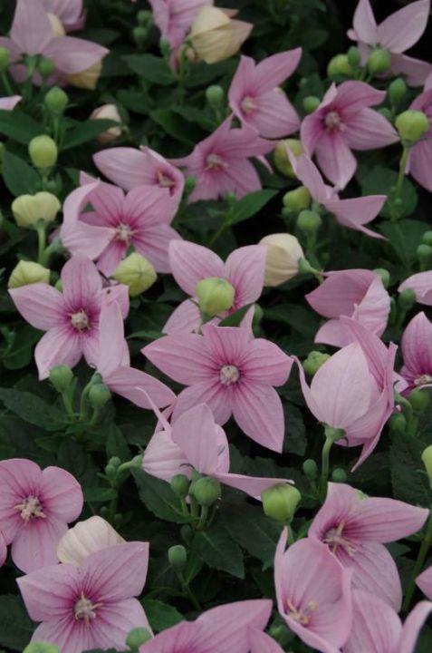 Platycodon Grandiflorus Astra Pink - View 7 from www redcrocus com