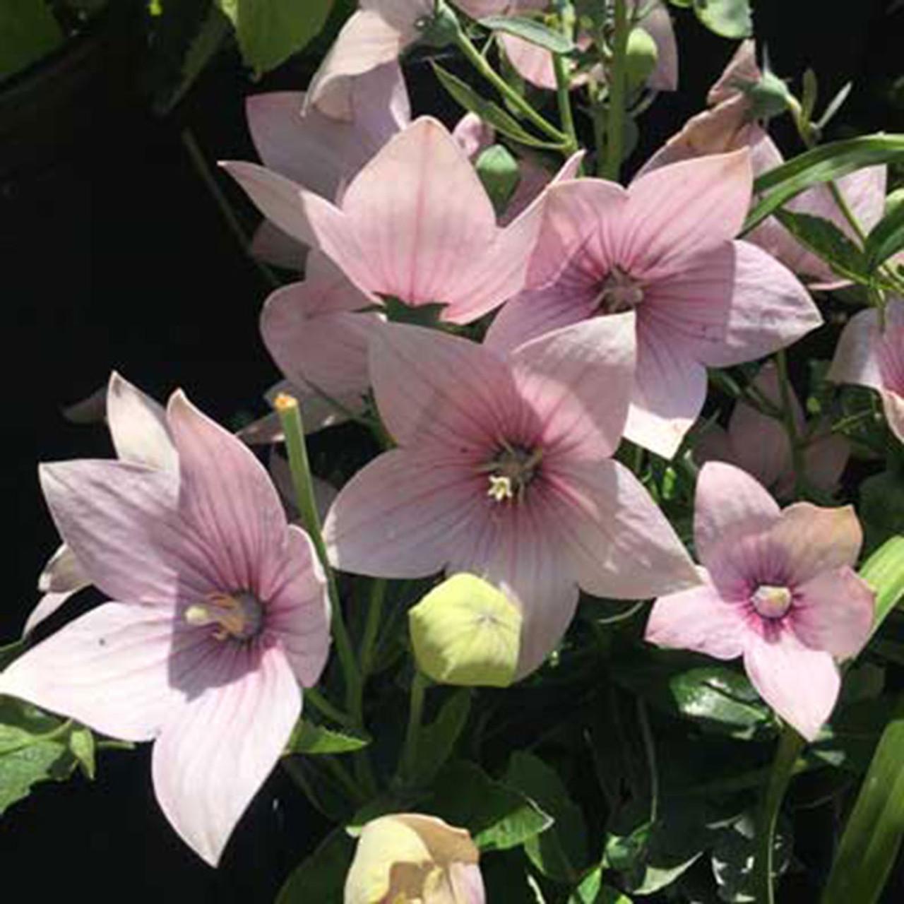 Platycodon Grandiflorus Astra Pink - View 8 from www redcrocus com