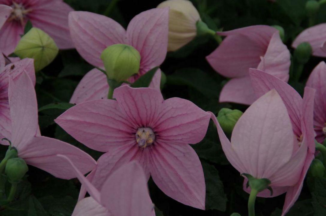 Platycodon Grandiflorus Astra Pink - View 9 from www redcrocus com