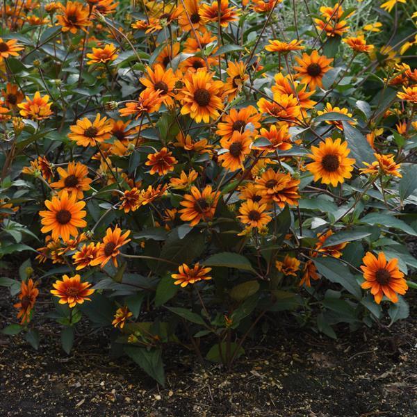 Heliopsis Helianthoides Summer Eclipse - View 10 from www redcrocus com