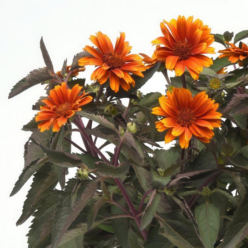Heliopsis Helianthoides Summer Eclipse - View 11 from www redcrocus com