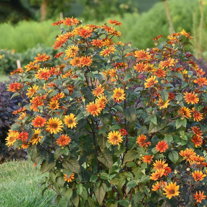Heliopsis Helianthoides Summer Eclipse - View 12 from www redcrocus com