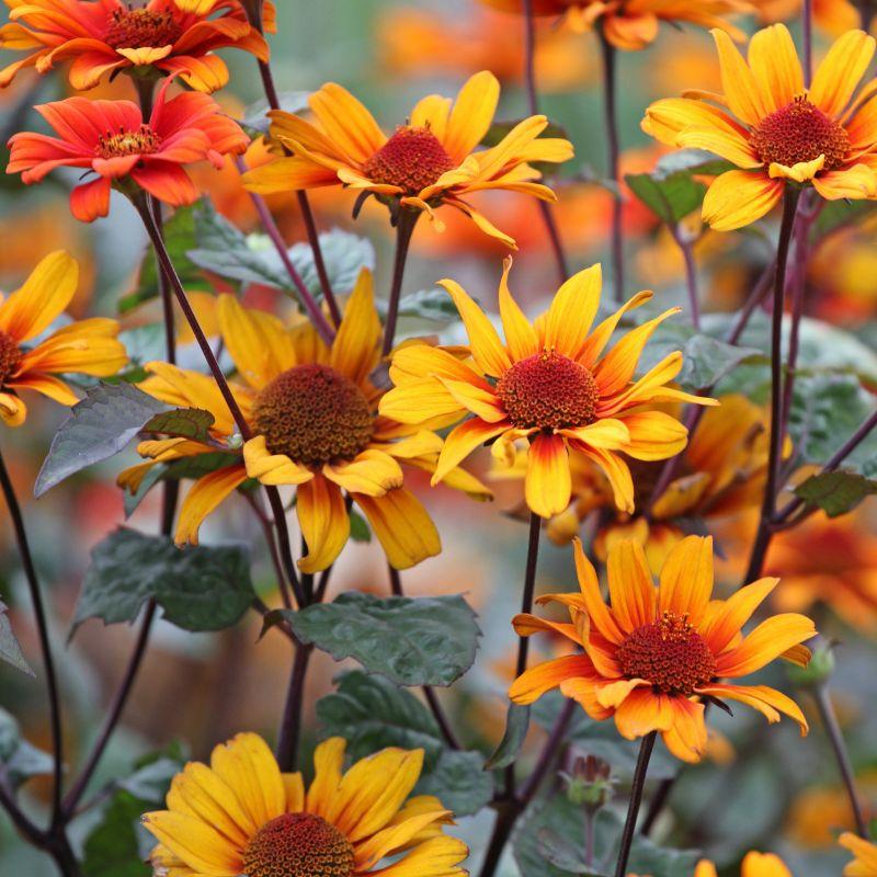 Heliopsis Helianthoides Summer Eclipse - View 13 from www redcrocus com