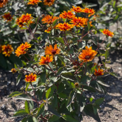 Heliopsis Helianthoides Summer Eclipse - View 14 from www redcrocus com