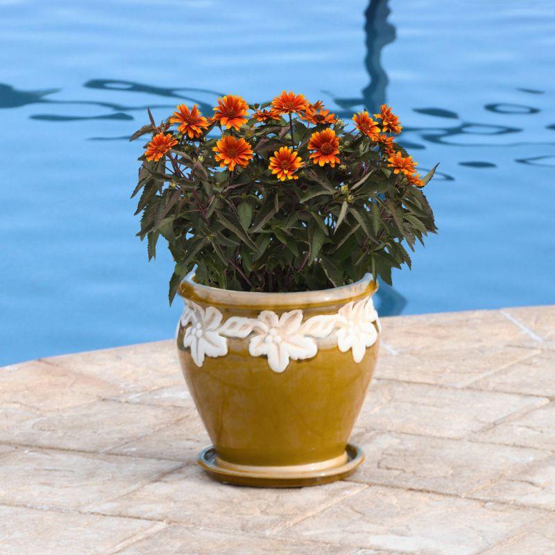 Heliopsis Helianthoides Summer Eclipse - View 15 from www redcrocus com