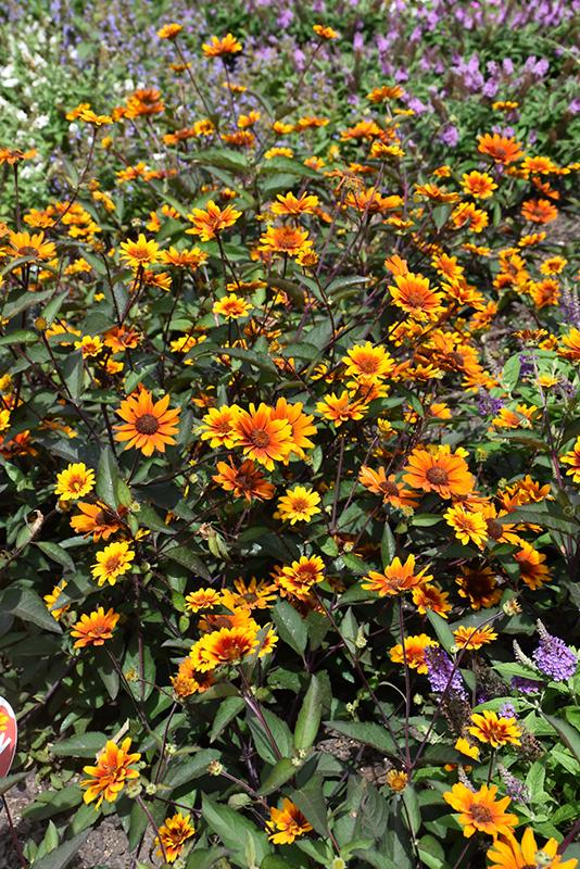 Heliopsis Helianthoides Summer Eclipse - View 2 from www redcrocus com