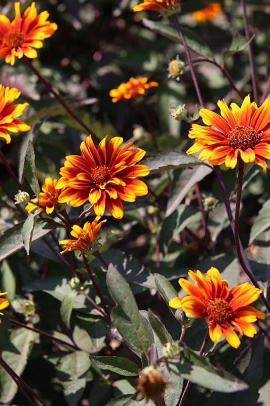 Heliopsis Helianthoides Summer Eclipse - View 3 from www redcrocus com