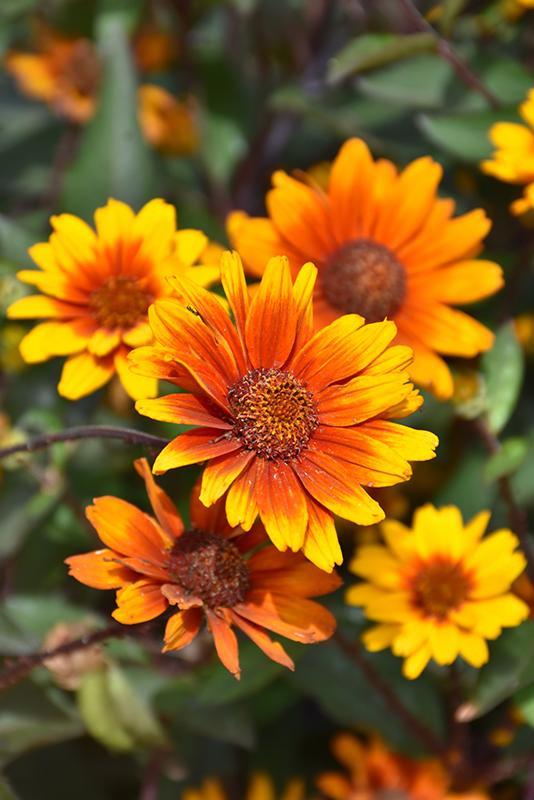 Heliopsis Helianthoides Summer Eclipse - View 4 from www redcrocus com