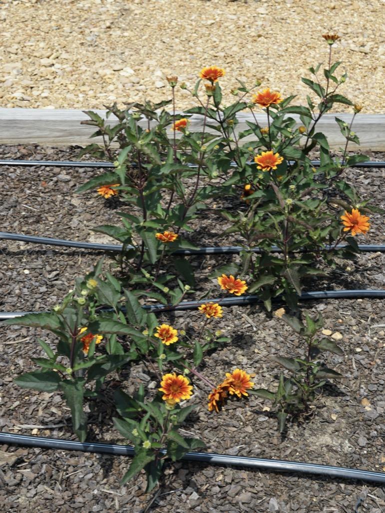 Heliopsis Helianthoides Summer Eclipse - View 5 from www redcrocus com