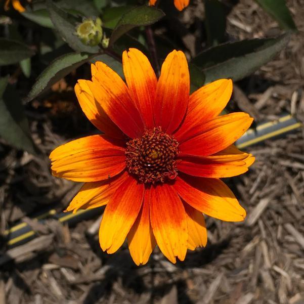 Heliopsis Helianthoides Summer Eclipse - View 6 from www redcrocus com