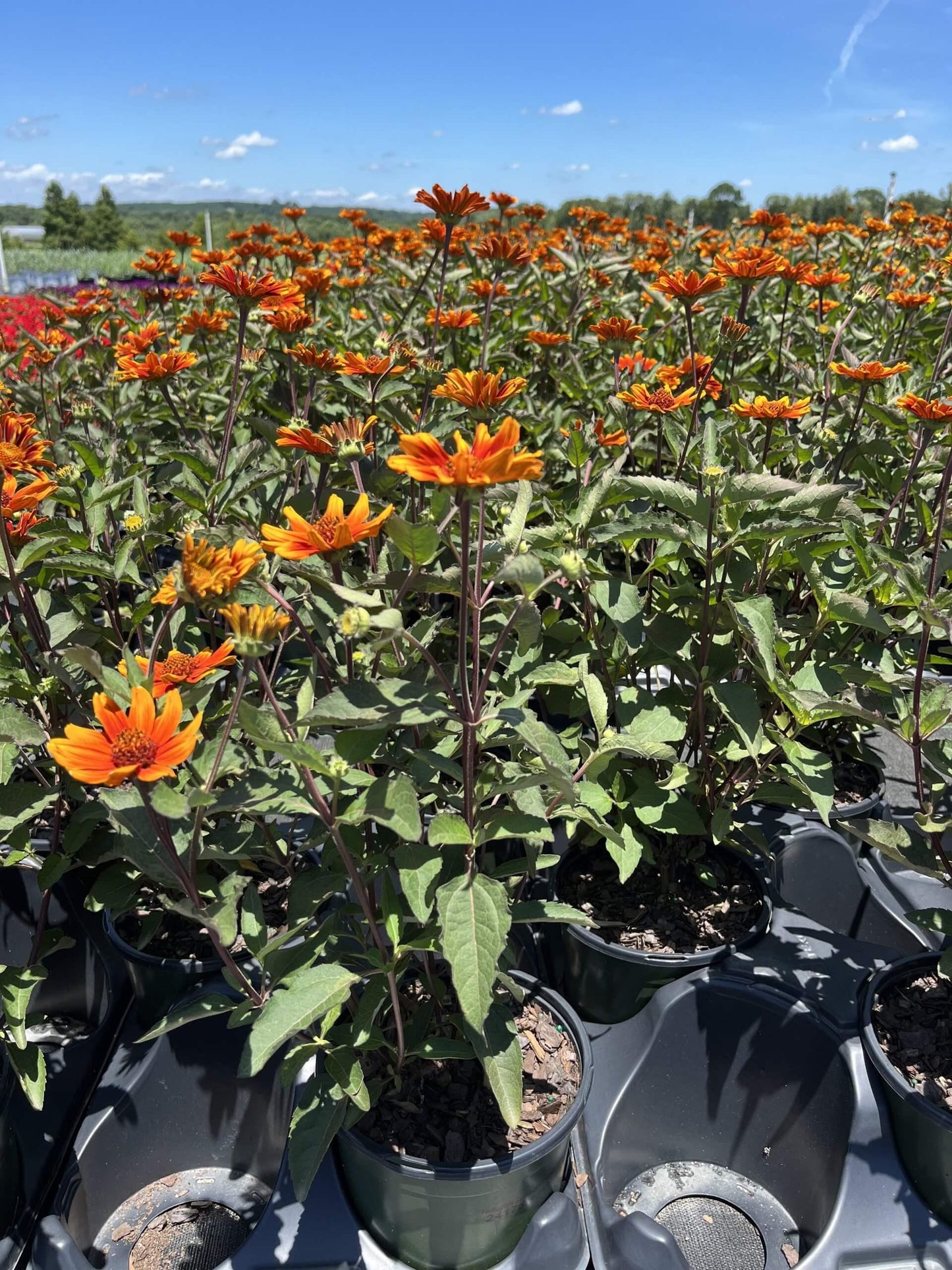 Heliopsis Helianthoides Summer Eclipse - View 7 from www redcrocus com