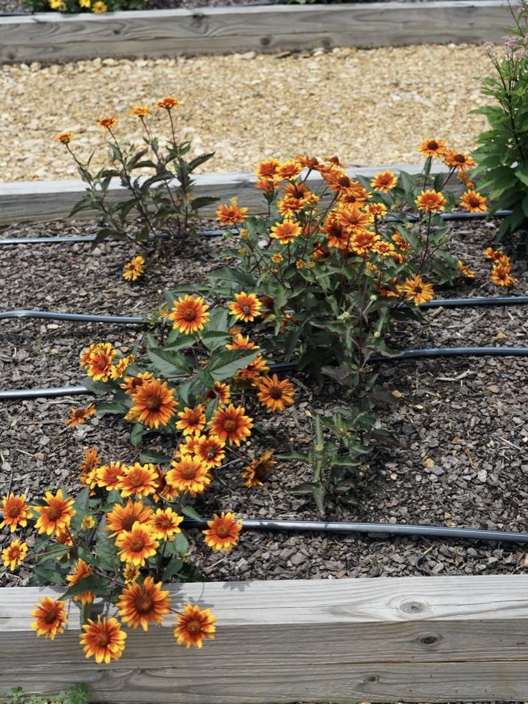 Heliopsis Helianthoides Summer Eclipse - View 8 from www redcrocus com