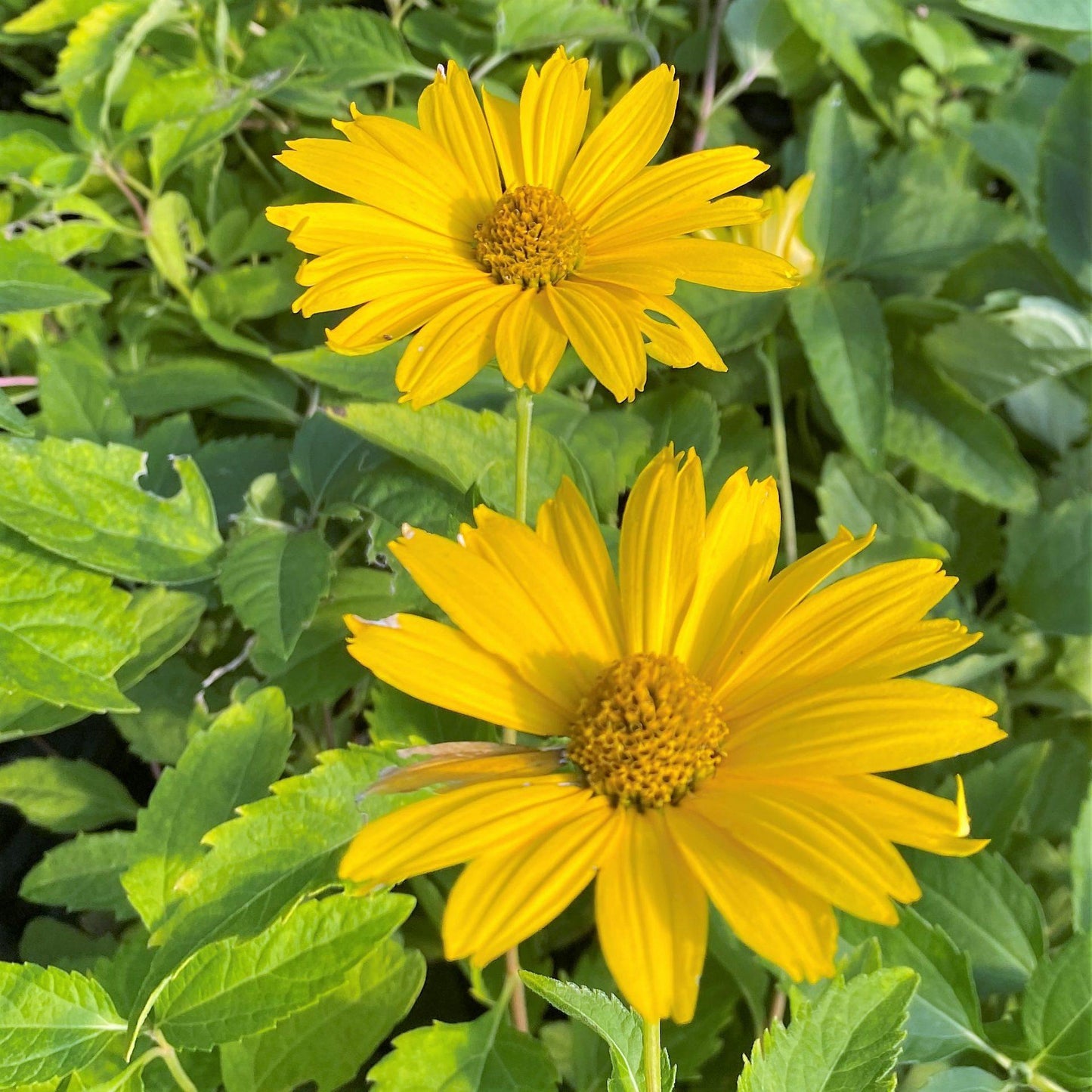Heliopsis Helianthoides Summer Eclipse - View 9 from www redcrocus com