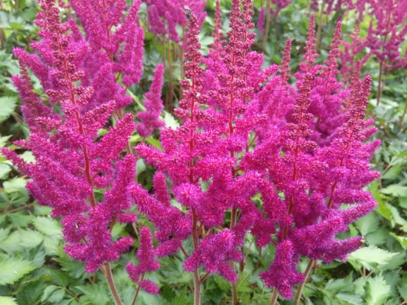Astilbe Chinensis Purple Rain - View 10 from www redcrocus com