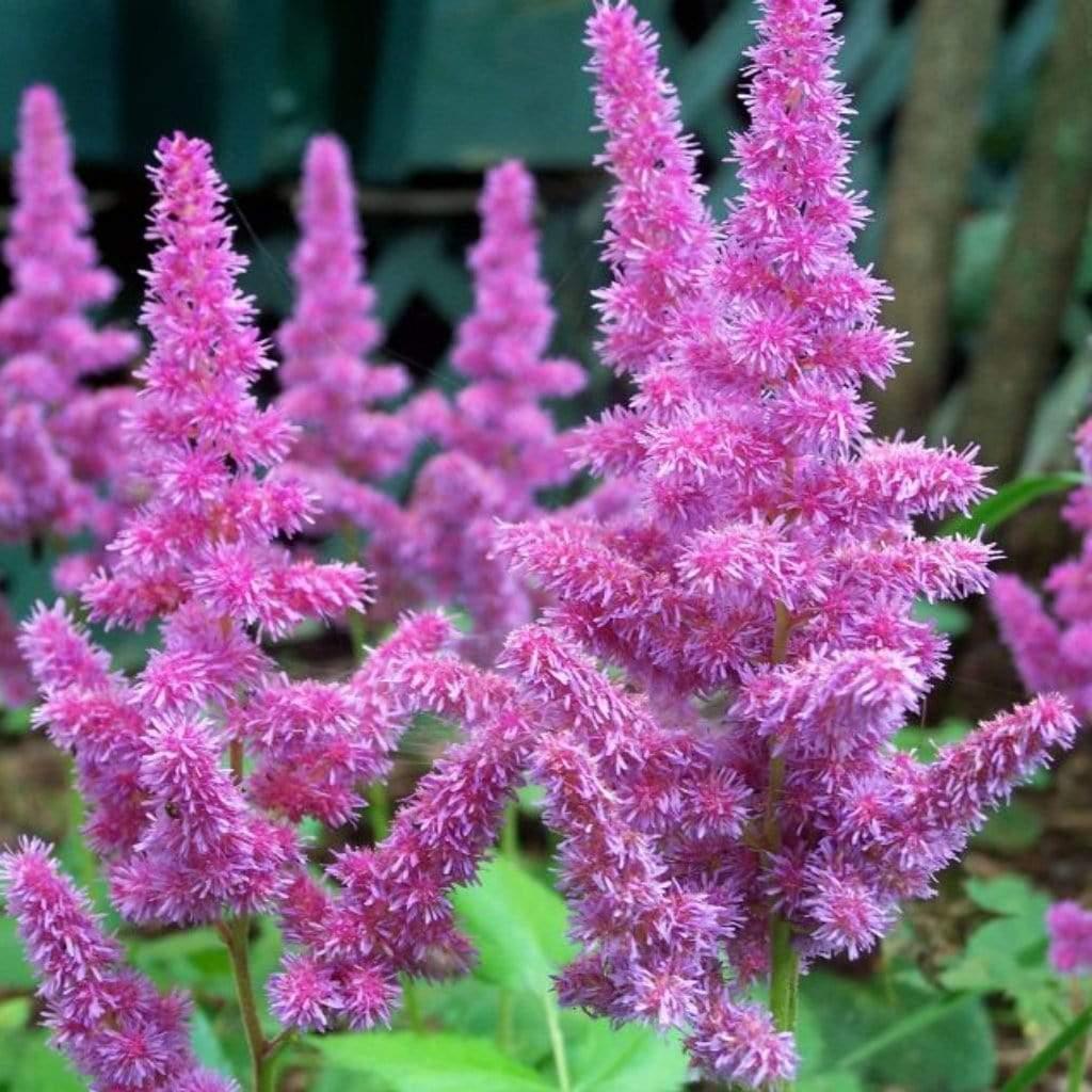 Astilbe Chinensis Purple Rain - View 11 from www redcrocus com