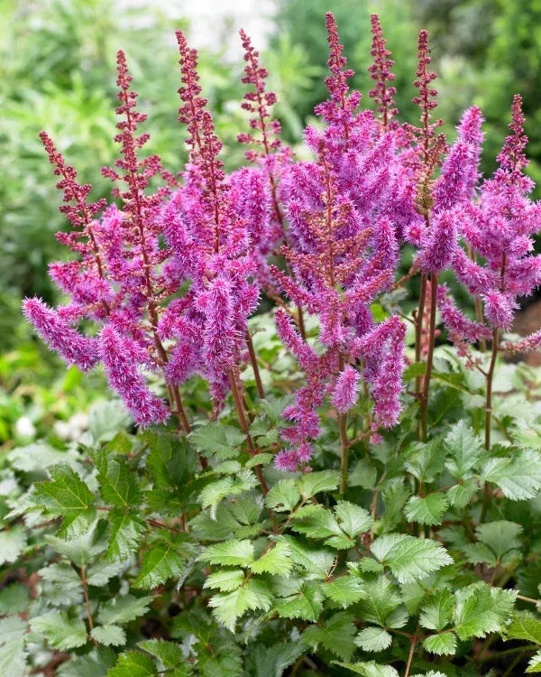 Astilbe Chinensis Purple Rain - View 12 from www redcrocus com