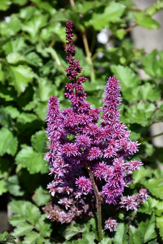 Astilbe Chinensis Purple Rain - View 15 from www redcrocus com
