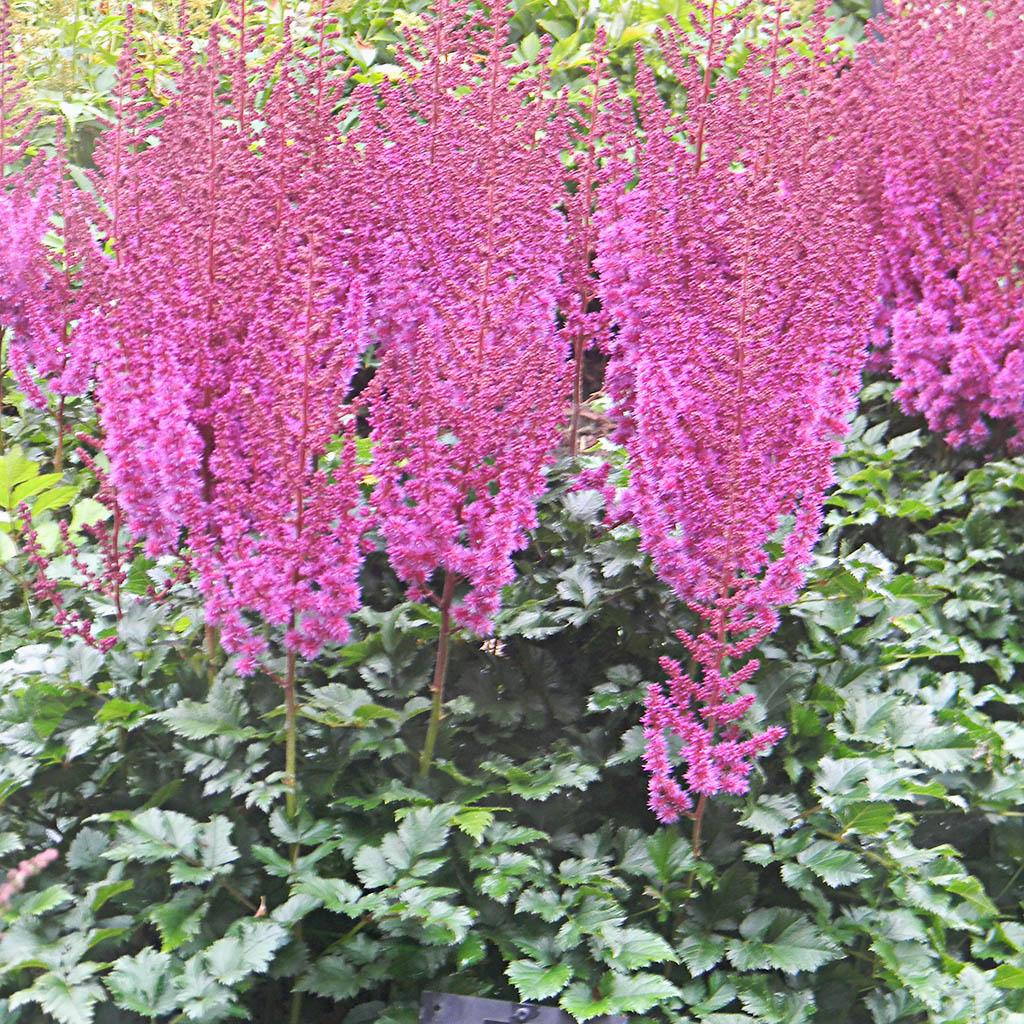 Astilbe Chinensis Purple Rain - View 16 from www redcrocus com