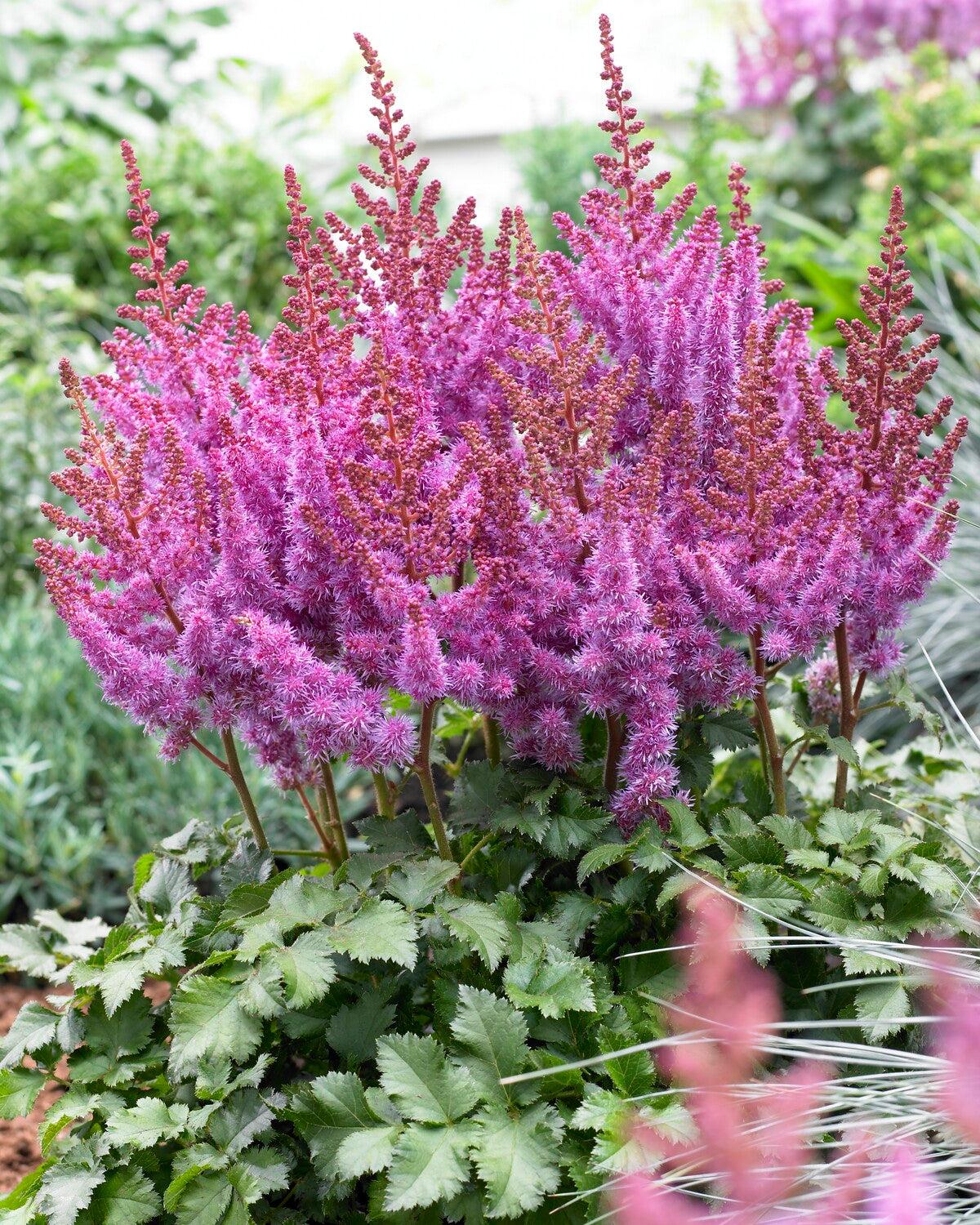 Astilbe Chinensis Purple Rain - View 17 from www redcrocus com