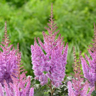 Astilbe Chinensis Purple Rain - View 18 from www redcrocus com