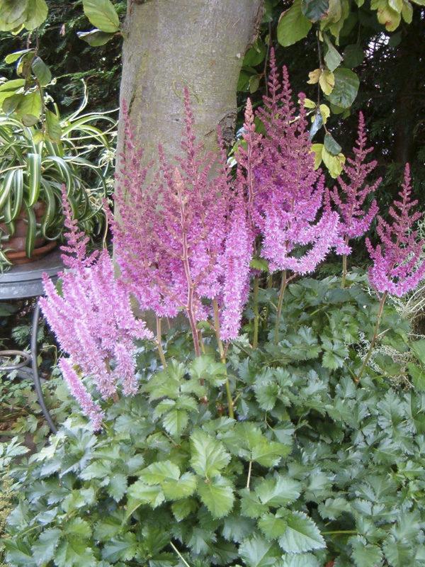 Astilbe Chinensis Purple Rain - View 1 from www redcrocus com