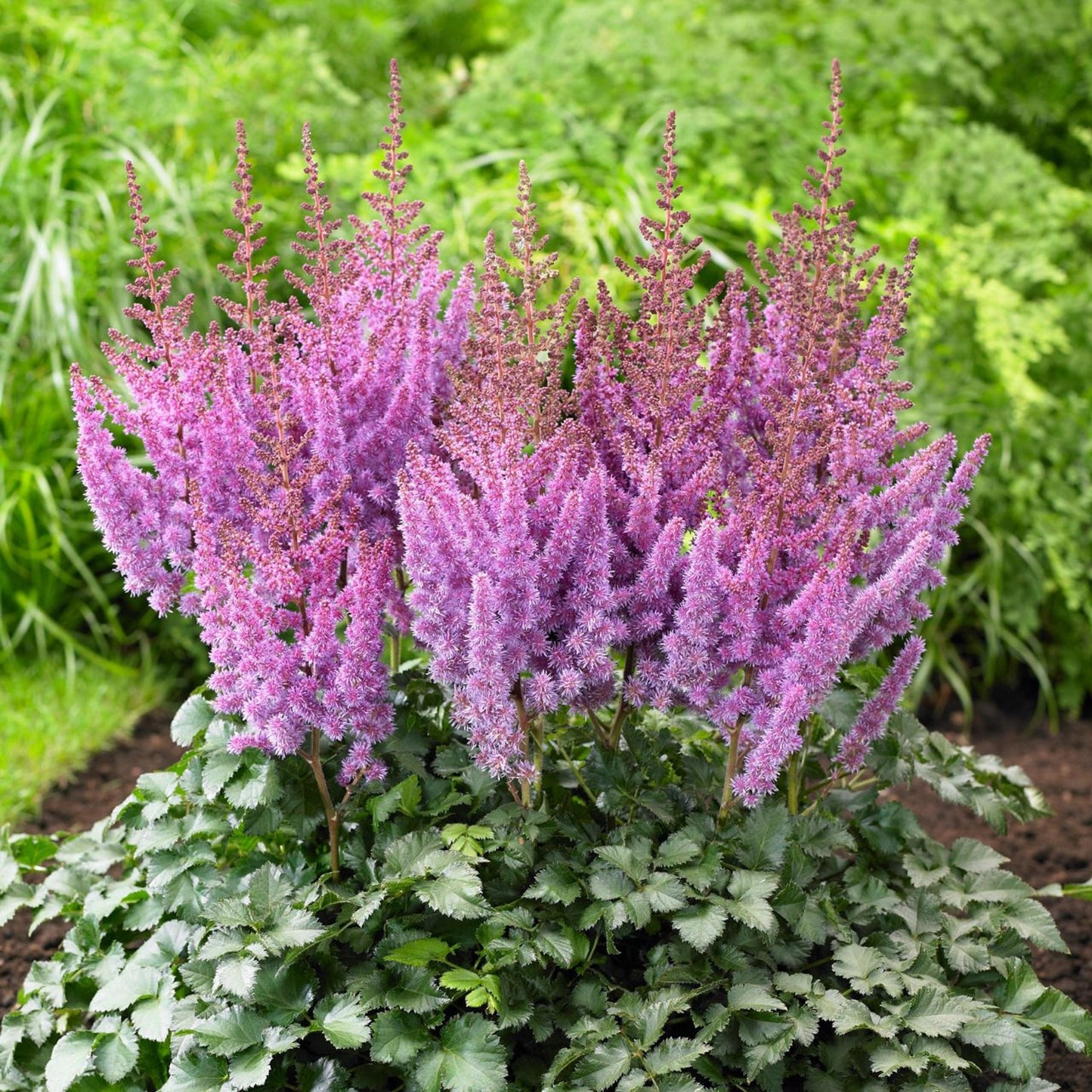 Astilbe Chinensis Purple Rain - View 2 from www redcrocus com