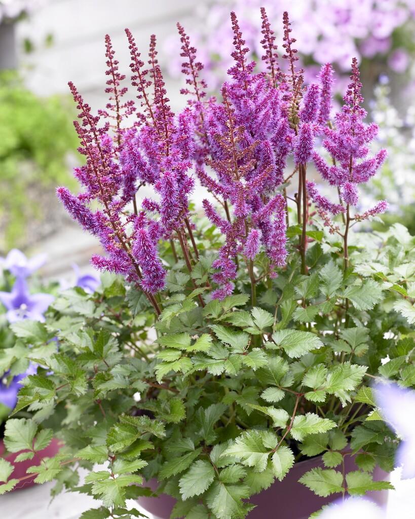 Astilbe Chinensis Purple Rain - View 3 from www redcrocus com