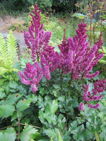 Astilbe Chinensis Purple Rain - View 4 from www redcrocus com