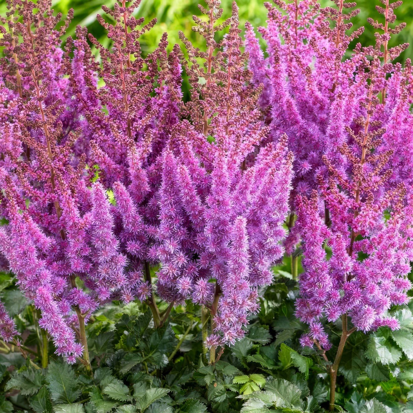 Astilbe Chinensis Purple Rain - View 5 from www redcrocus com