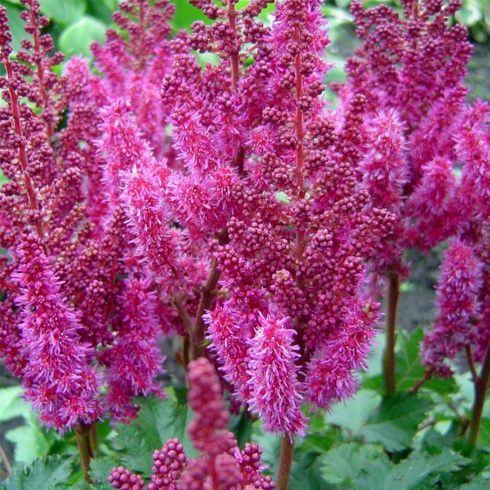 Astilbe Chinensis Purple Rain - View 6 from www redcrocus com