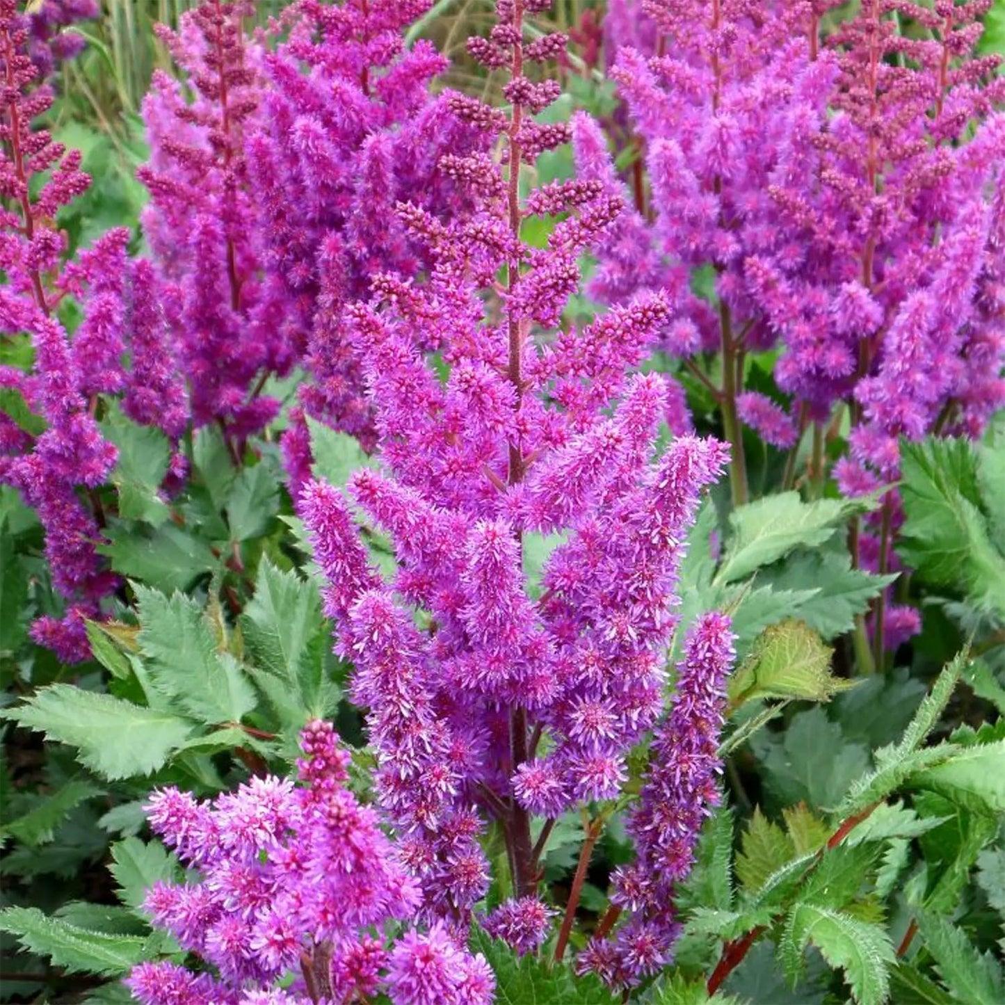 Astilbe Chinensis Purple Rain - View 7 from www redcrocus com