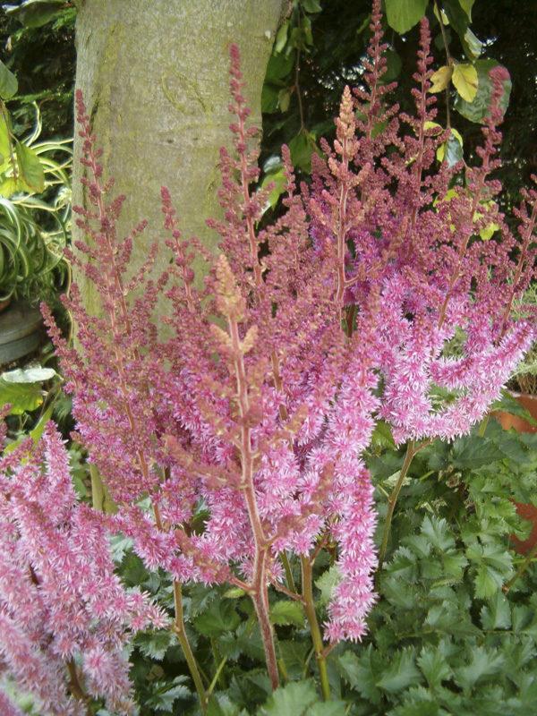 Astilbe Chinensis Purple Rain - View 8 from www redcrocus com