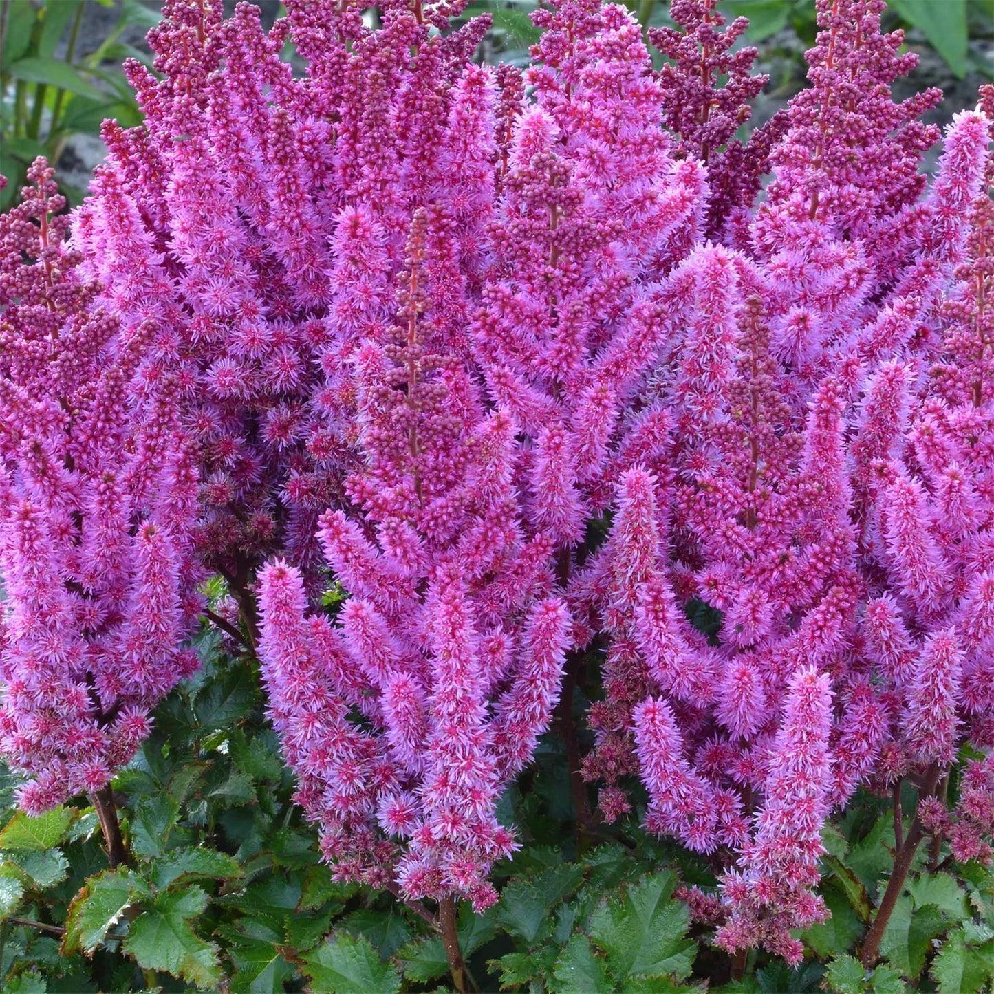 Astilbe Chinensis Purple Rain - View 9 from www redcrocus com