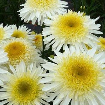 Leucanthemum X Superbum White Mountain - View 10 from www redcrocus com