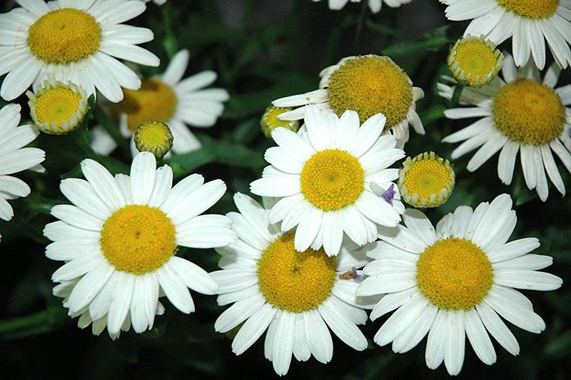 Leucanthemum X Superbum White Mountain - View 2 from www redcrocus com
