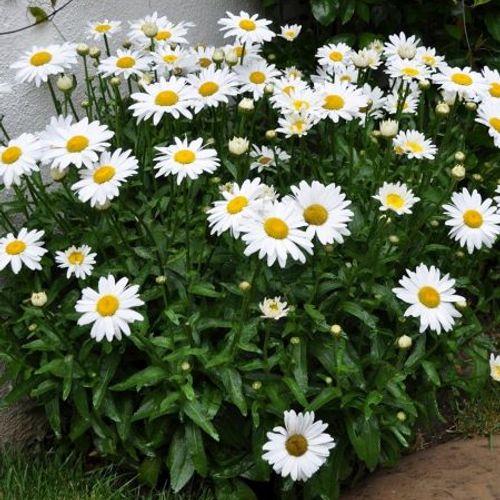 Leucanthemum X Superbum White Mountain - View 5 from www redcrocus com