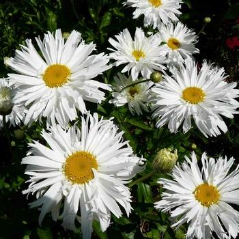 Leucanthemum X Superbum White Mountain - View 6 from www redcrocus com