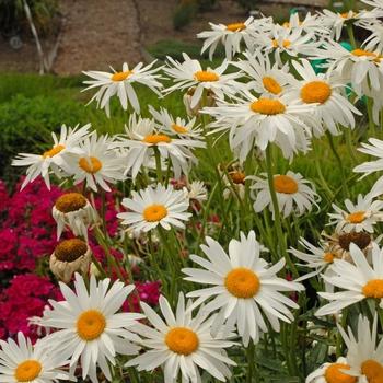 Leucanthemum X Superbum White Mountain - View 7 from www redcrocus com