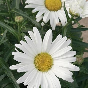 Leucanthemum X Superbum White Mountain - View 8 from www redcrocus com