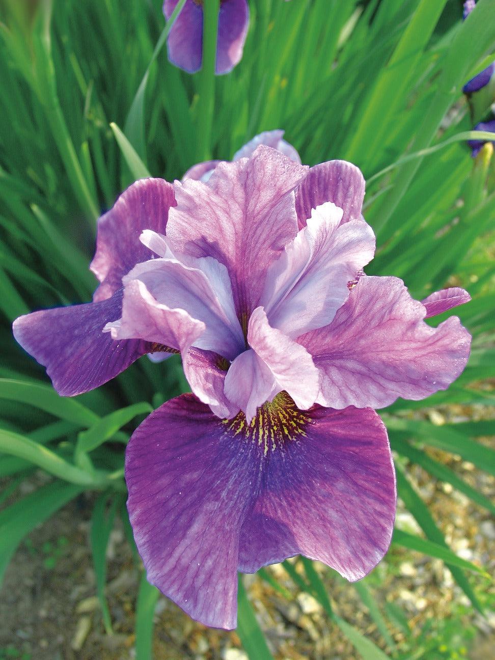 Iris Sibirica 'double Standard' - View 10 from www redcrocus com