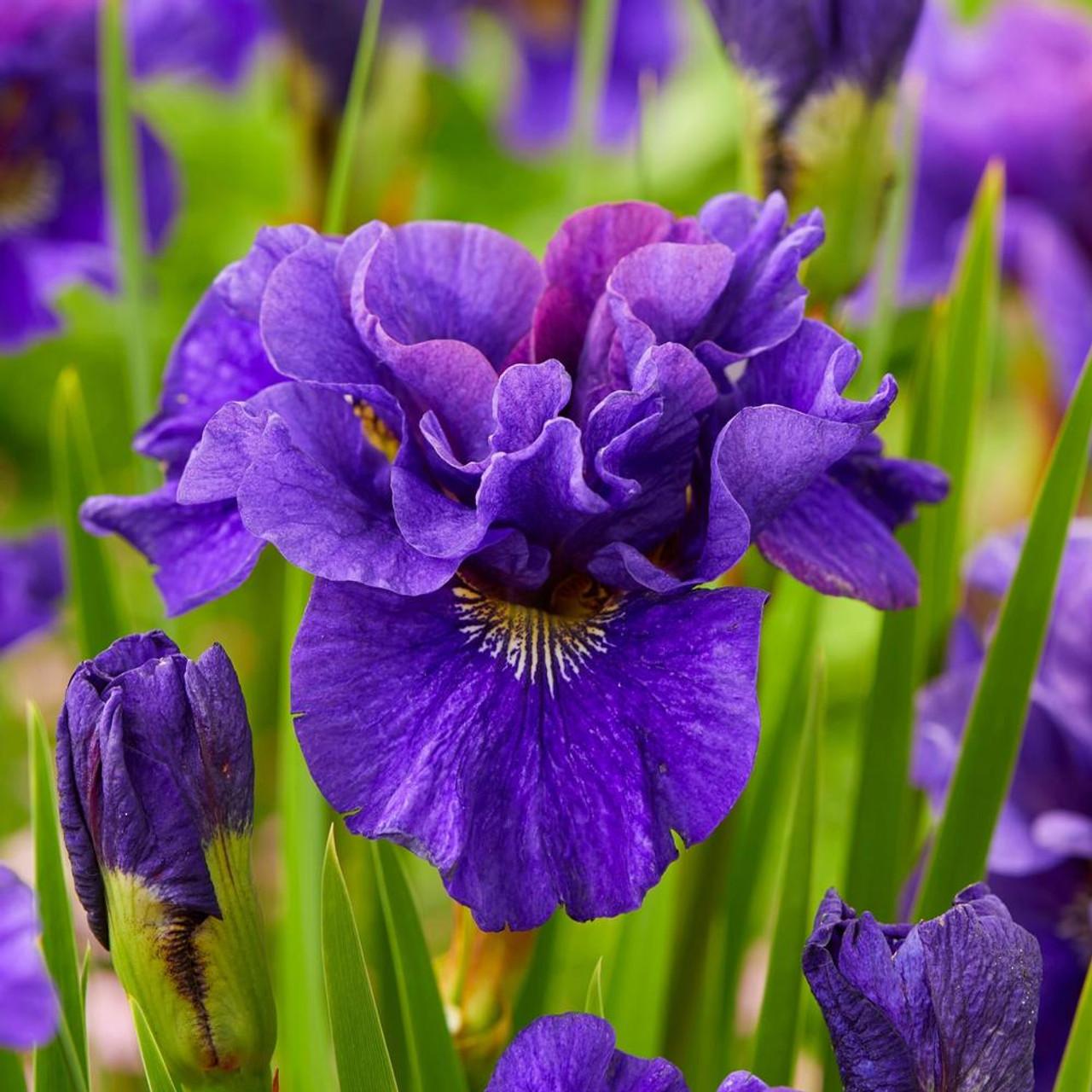 Iris Sibirica 'double Standard' - View 11 from www redcrocus com