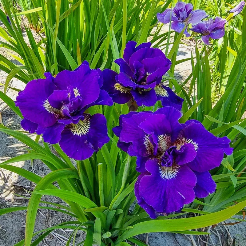 Iris Sibirica 'double Standard' - View 16 from www redcrocus com