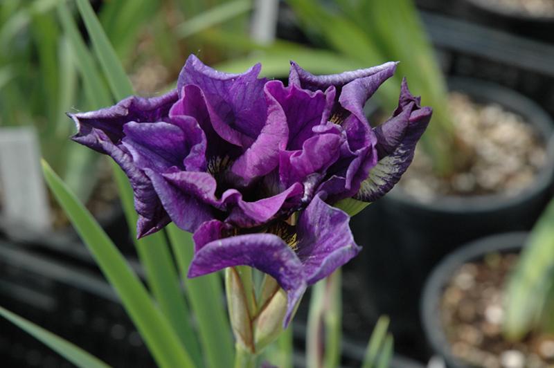 Iris Sibirica 'double Standard' - View 18 from www redcrocus com