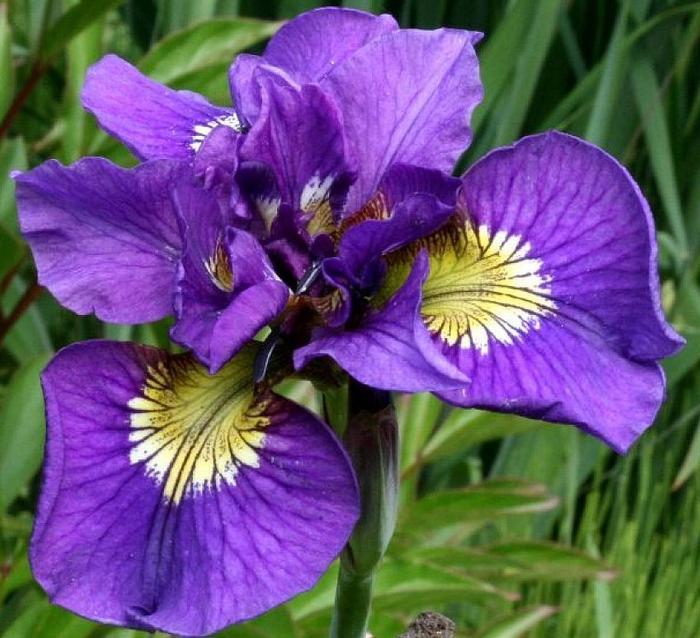 Iris Sibirica 'double Standard' - View 2 from www redcrocus com