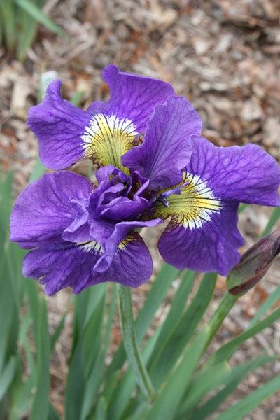 Iris Sibirica 'double Standard' - View 3 from www redcrocus com