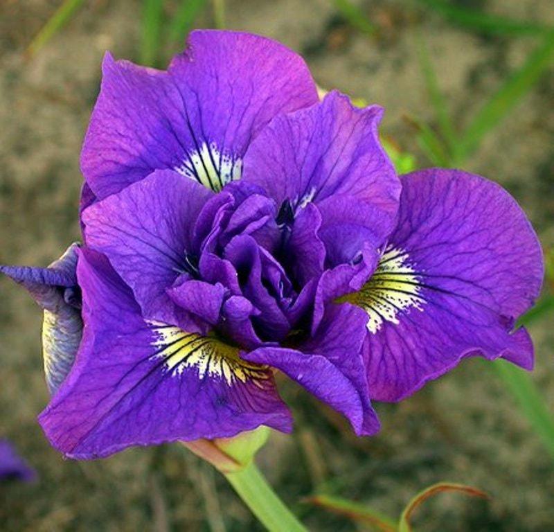 Iris Sibirica 'double Standard' - View 6 from www redcrocus com