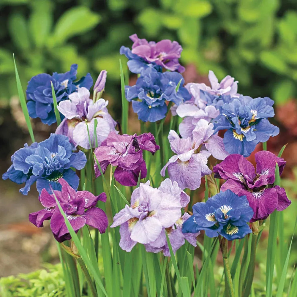 Iris Sibirica 'double Standard' - View 8 from www redcrocus com