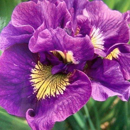 Iris Sibirica 'double Standard' - View 9 from www redcrocus com