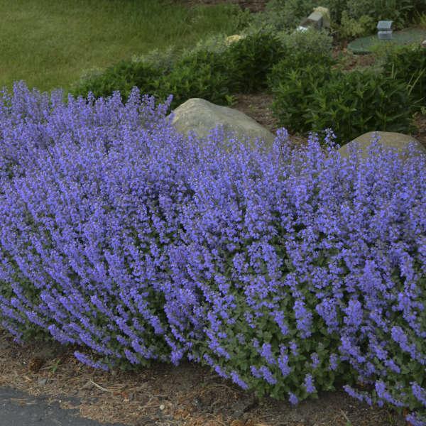 Nepeta X Faassenii 'whispurr Blue' - View 9 from www redcrocus com